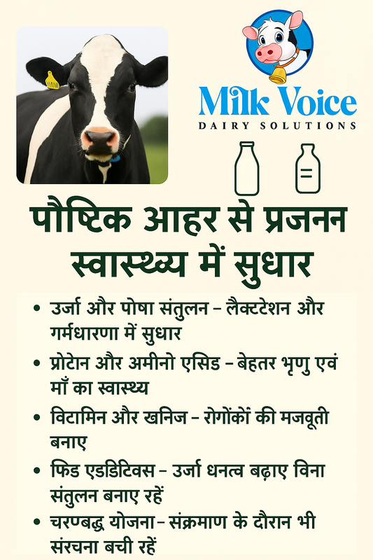 "Milk Voice Dairy Solutions thumbnail showing a Holstein cow and logo with key nutritional tips to improve reproductive health in dairy cattle."