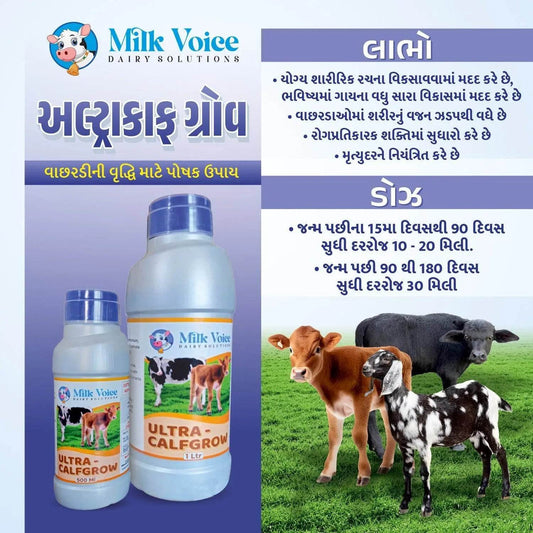 Milk Voice Ultra Calfgrow supplement bottles and calves in a field, promoting calf growth and immunity.